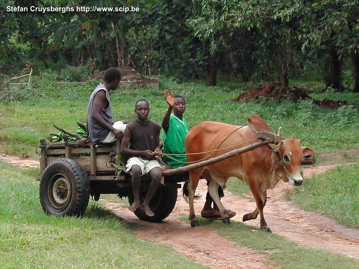 Zanzibar - Ox and cart An encounter with some African youngsters on a cart being pulled by a bullock, during our herb tour on Zanzibar.<br />
 Stefan Cruysberghs